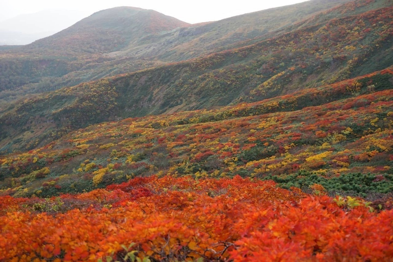 🍂🍂🍂紅葉シーズンです🍂🍂🍂